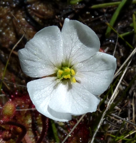 {Drosera brevifolia}